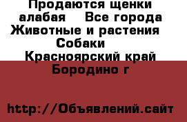 Продаются щенки алабая  - Все города Животные и растения » Собаки   . Красноярский край,Бородино г.